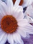 pic for White Flower